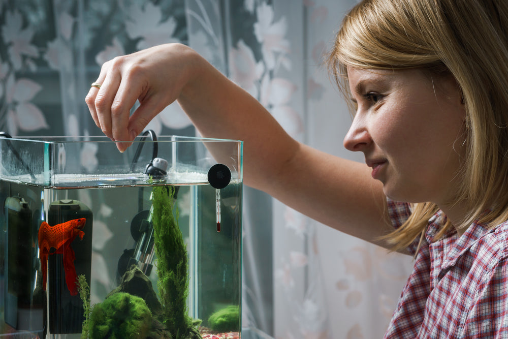 The Benefits of Owning an Indoor Aquarium: Why You Should Consider Getting One