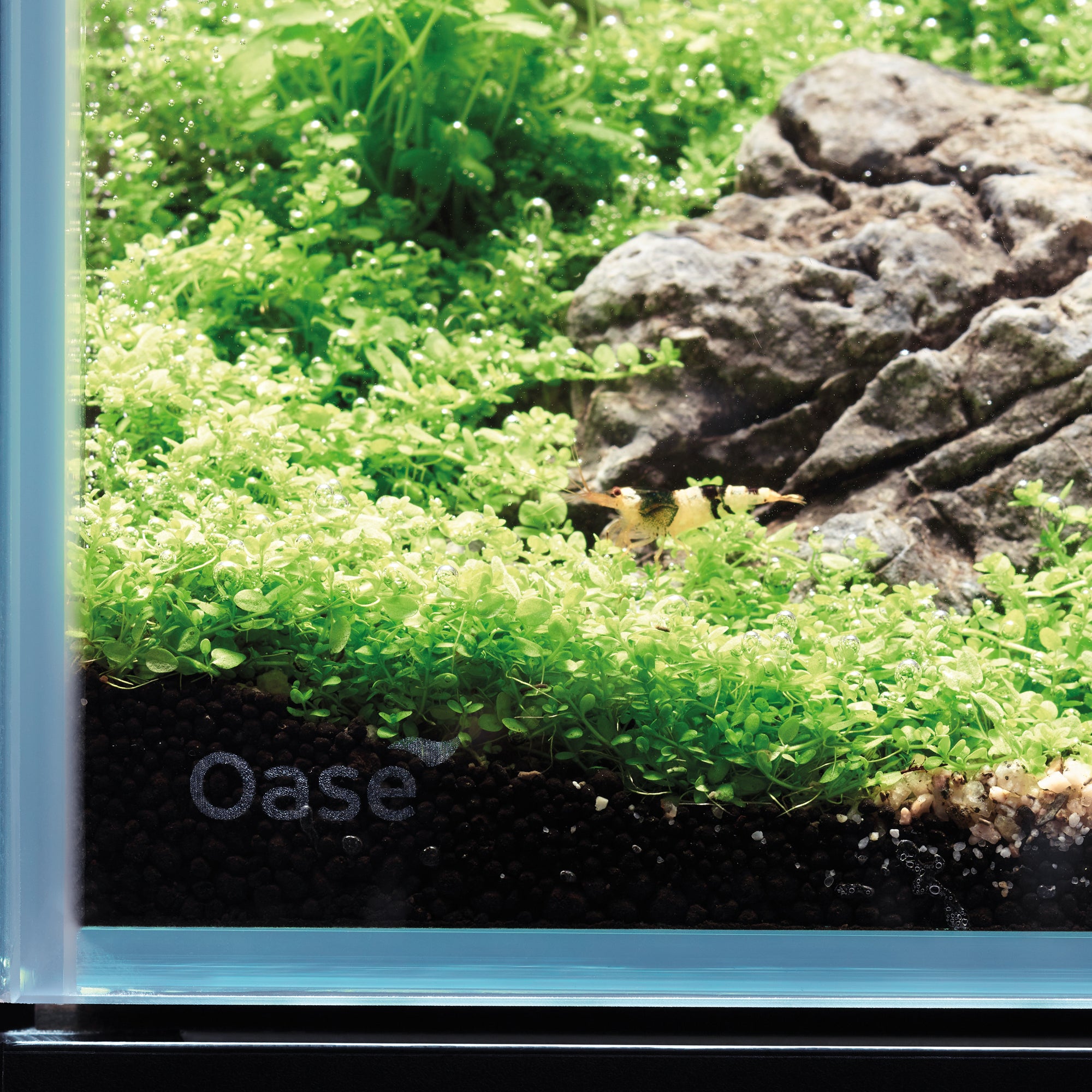 OASE ScaperLine Aquarium Set