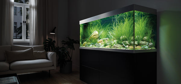 What Is an Aquarium Air Pump and Is It Necessary? - Oase Indoor Aquariums